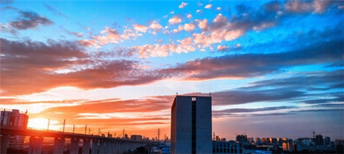 炒苦丁茶怎么炒最好吃呢（苦丁茶怎么煮好喝）