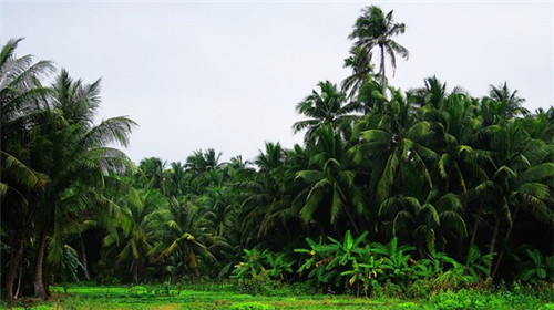 榴莲小住加盟费多少，昆明榴小莲加盟费多少